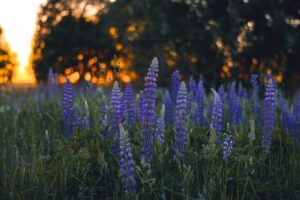 prayers for the month of June 2025